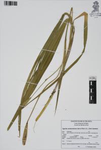 Tigridia rzedowskiana image